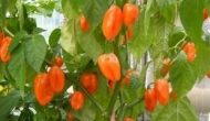 Habanero Pastel2